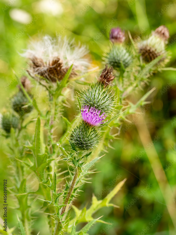 selective focus of a pink milk thistle flower (Silybum marianum) with blurred background selective focus of a pink milk thistle flower (Silybum marianum) with blurred background