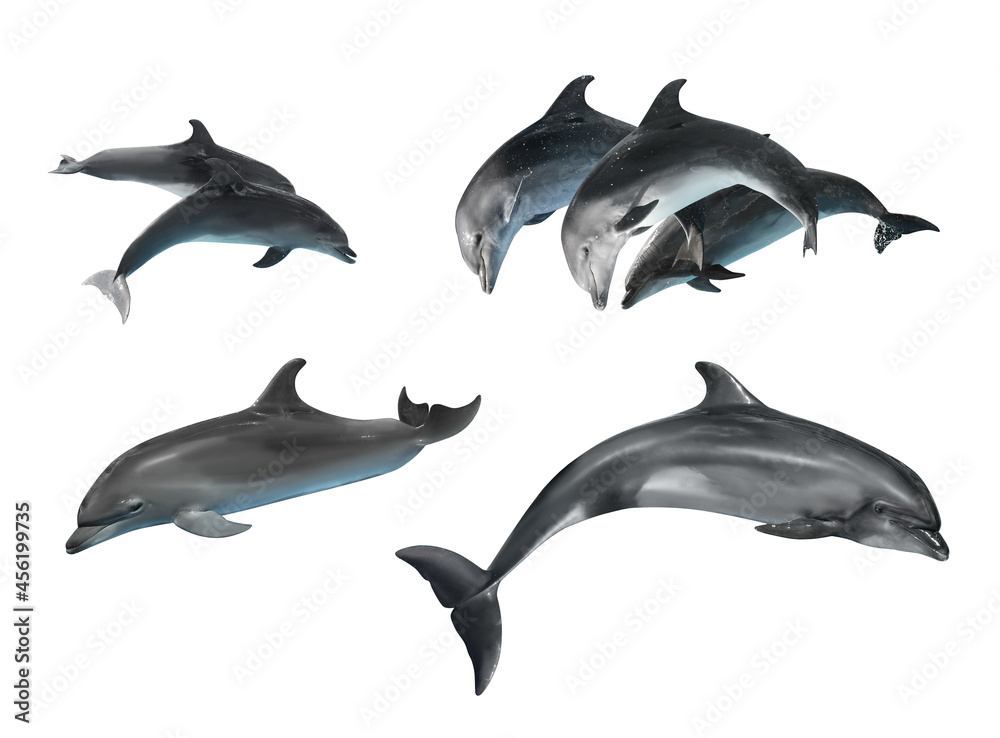 Fototapeta premium Beautiful grey bottlenose dolphins on white background, collage