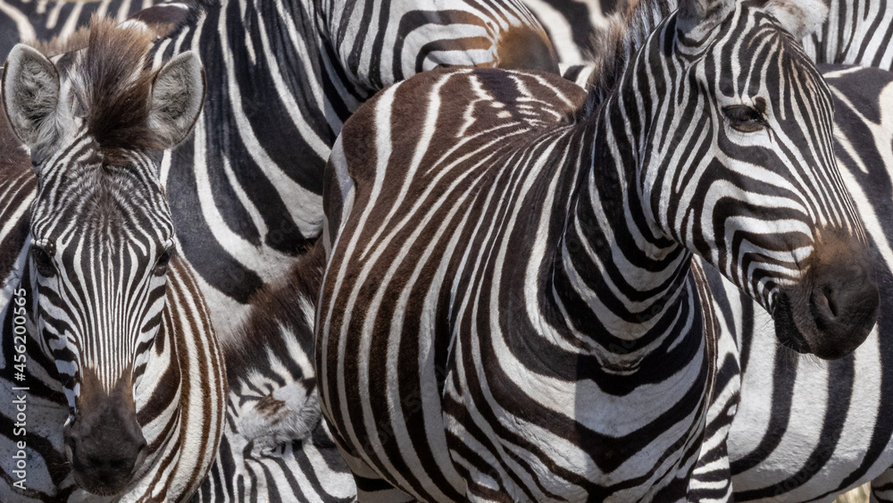 Fototapeta premium Zebrastreifen
