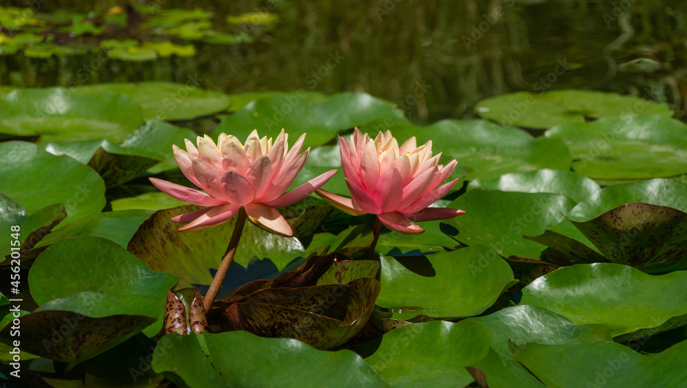 Two pink orange water lily or lotus flower Perry's Orange Sunset in landscaped garden pond. Close-up of magic nympheas on sunny background. Flower landscape for nature wallpaper. Selective focus Two pink orange water lily or lotus flower Perry's Orange Sunset in landscaped garden pond. Close-up of magic nympheas on sunny background. Flower landscape for nature wallpaper. Selective focus