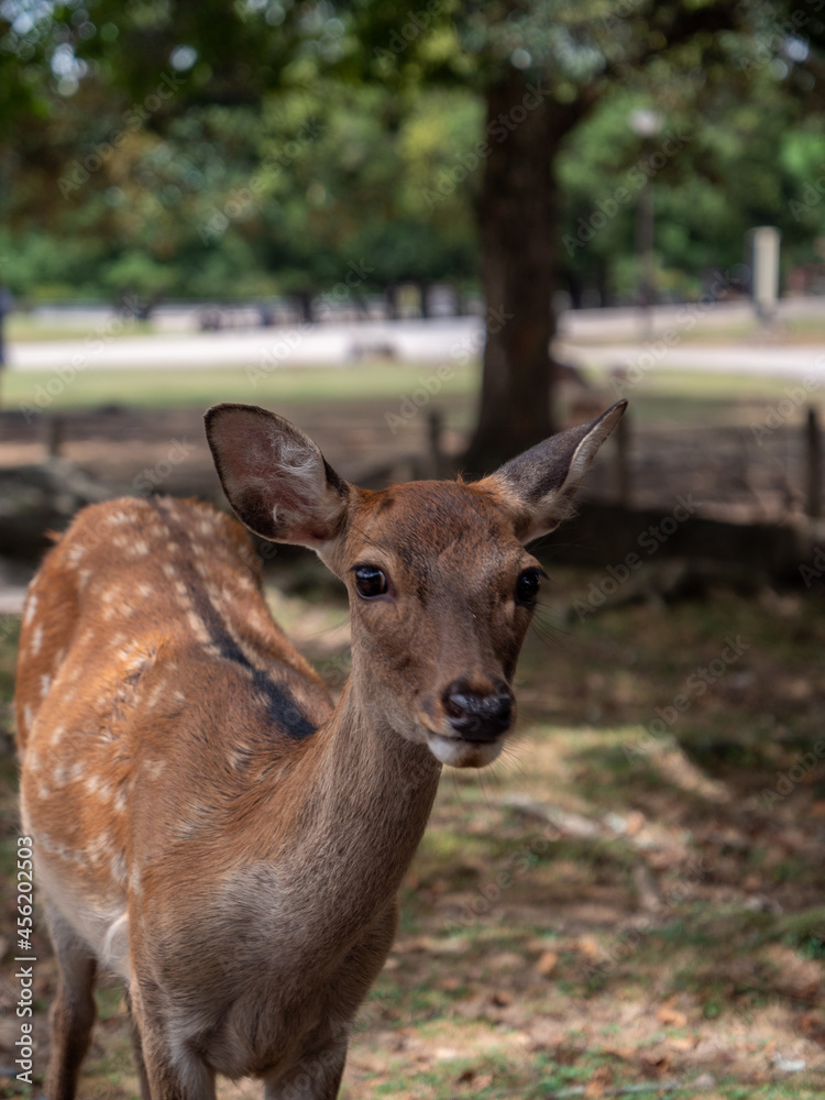 deer in the woods deer in the woods