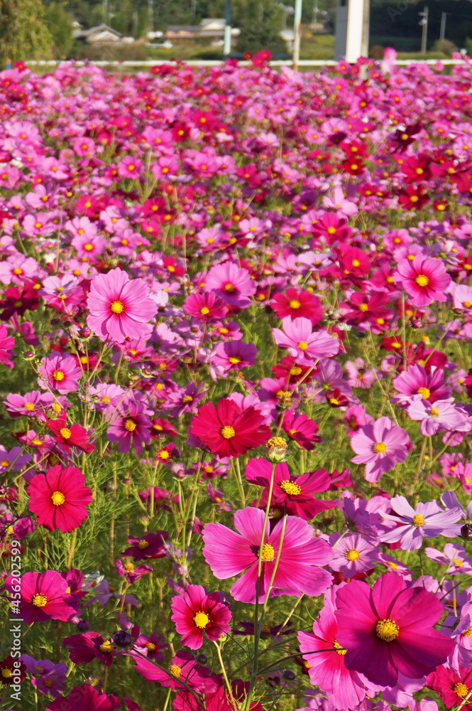 Cosmos field in full bloom that feels autumn, Tamba-Sasayama City, Hyogo Prefecture, Japan