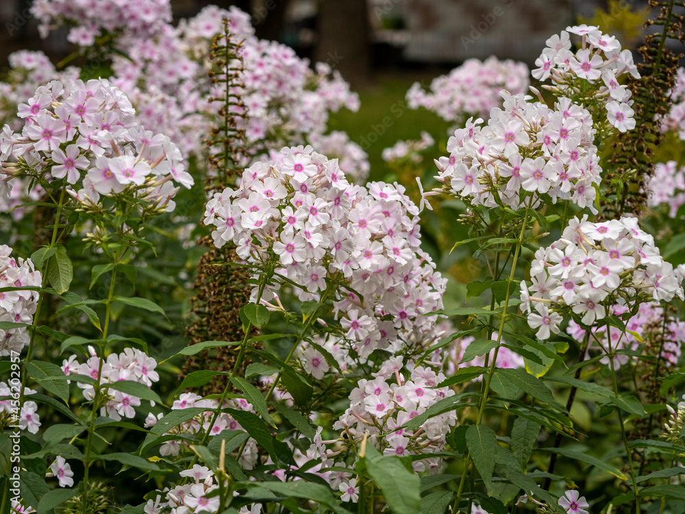 Obraz premium flowers in the Vorontsov Park in Moscow