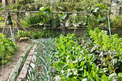 luxurious vegetable garden with big zucchinis in backyard
