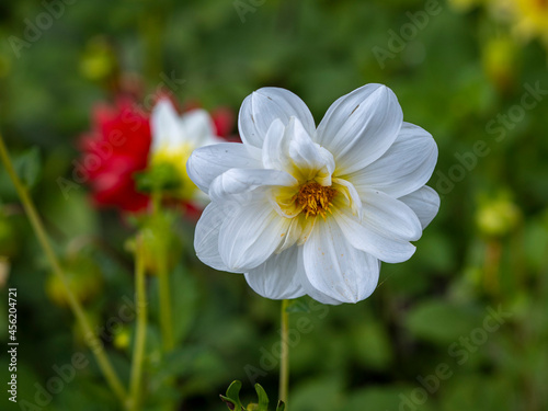 flowers in the Vorontsov Park in Moscow