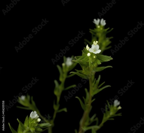 Canvas Print Buglossoides arvensis, Lithospermum arvense,  common name is the field gromwell,