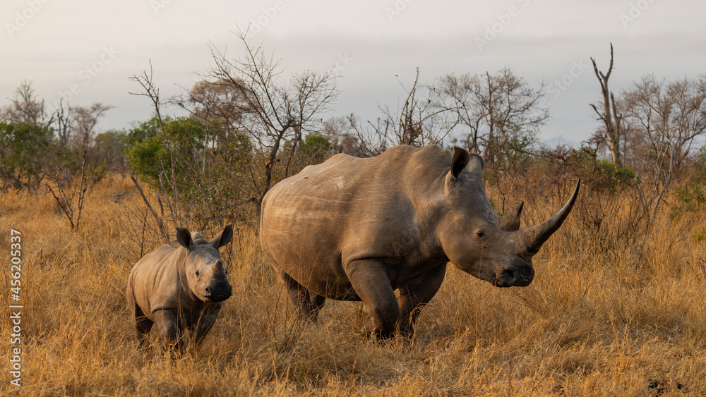 White rhino cow and calf in golden light White rhino cow and calf in golden light