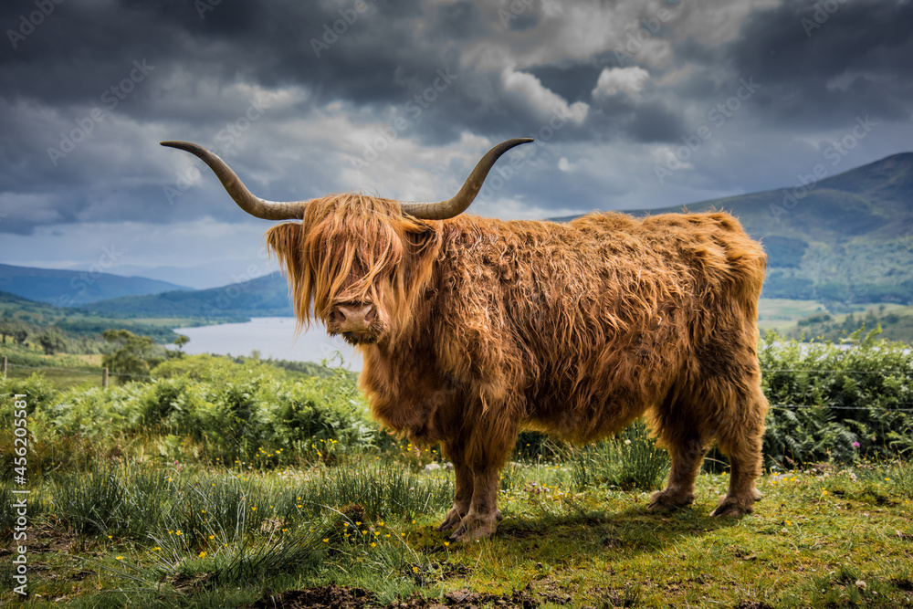 Highland Cow overlooking Loch Arkaig - obrazy, fototapety, plakaty 