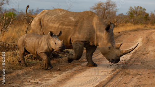 White rhino cow and calf in golden light