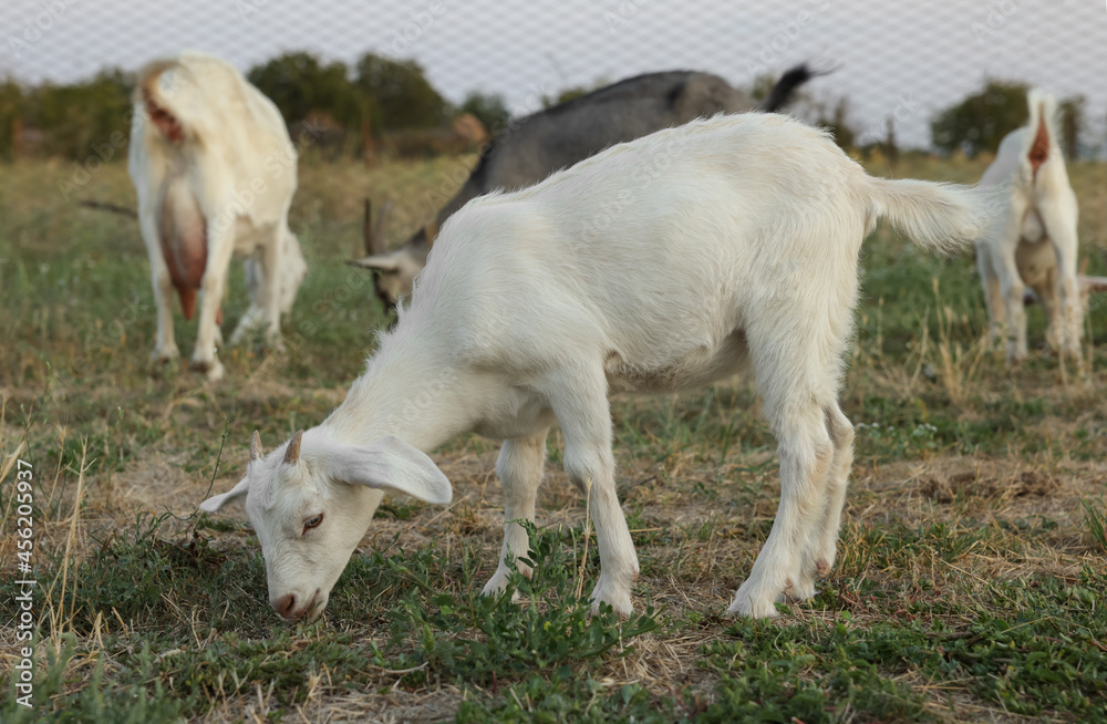 Cute goatling on pasture at farm. Baby animal Cute goatling on pasture at farm. Baby animal