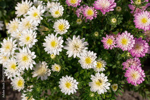 bush chrysanthemums yellow and pink