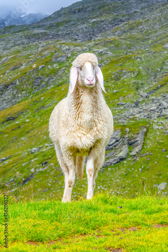 Cute white alpine sheep on mountain pasture. Front view