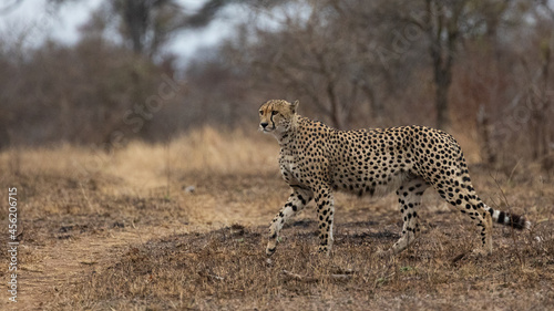 a mature male cheetah in the wild