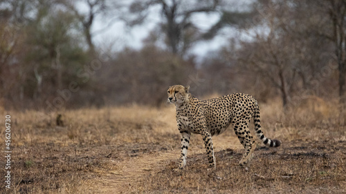 a mature male cheetah in the wild