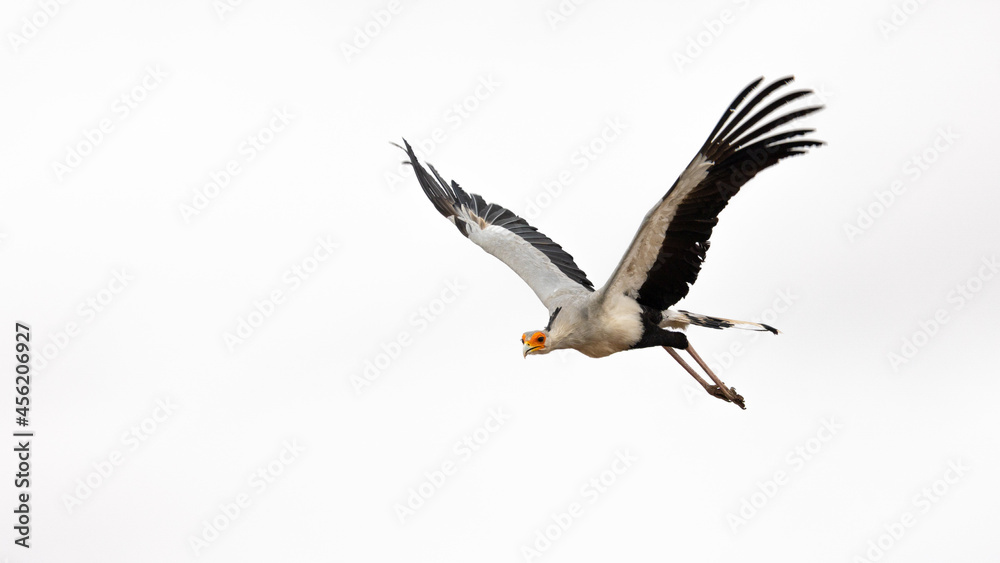 Fototapeta premium a secretarybird in flight close up
