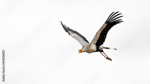 a secretarybird in flight close up