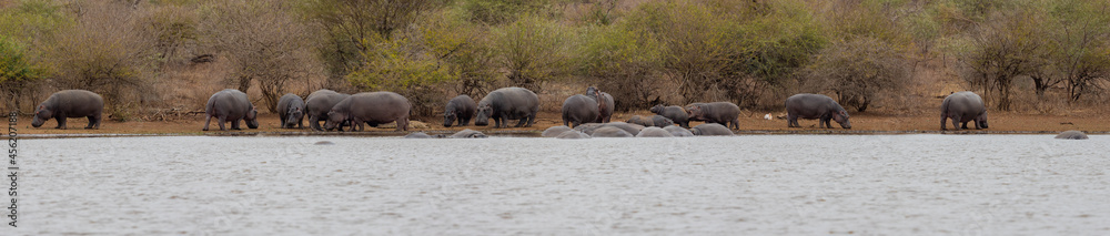 a large pod of hippos - panorama