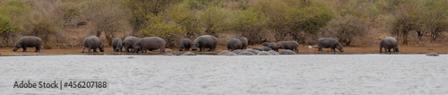 a large pod of hippos - panorama