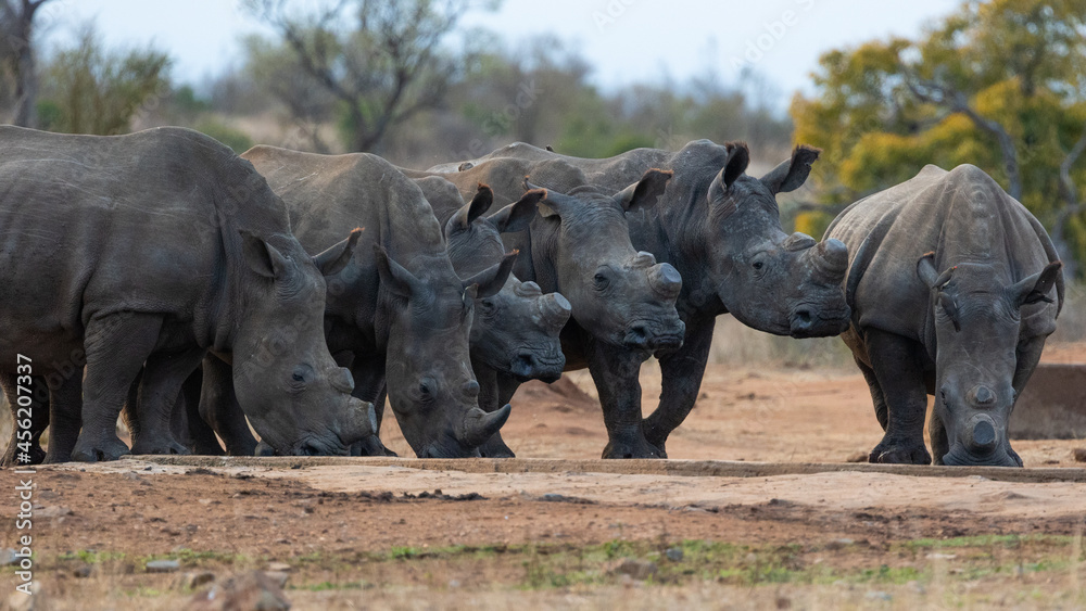 Fototapeta premium a crash of white rhino in the wild
