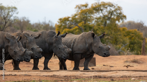 a crash of white rhino in the wild