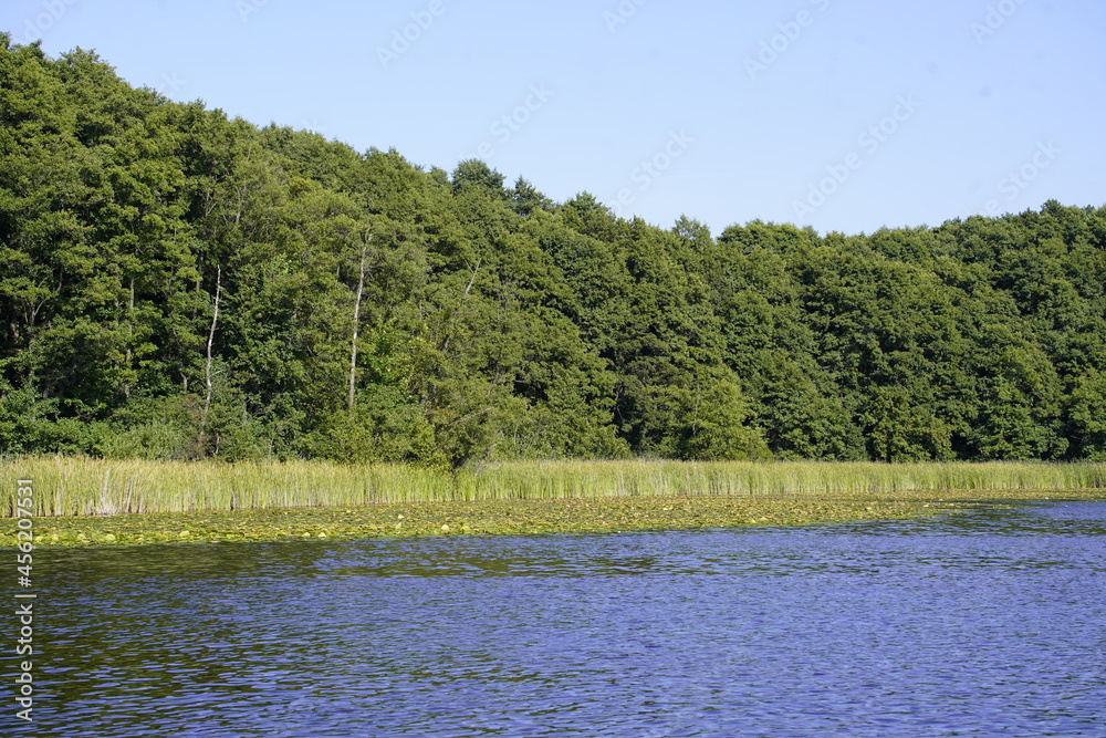 The nature in the Müritz National Park is somewhat similar to the landscape of the Amazon region. The nature in the Müritz National Park is somewhat similar to the landscape of the Amazon region.