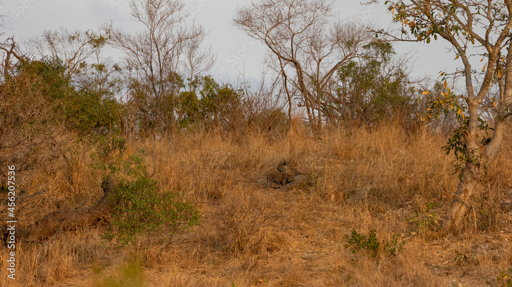 Fototapeta premium a Leopard mother and baby