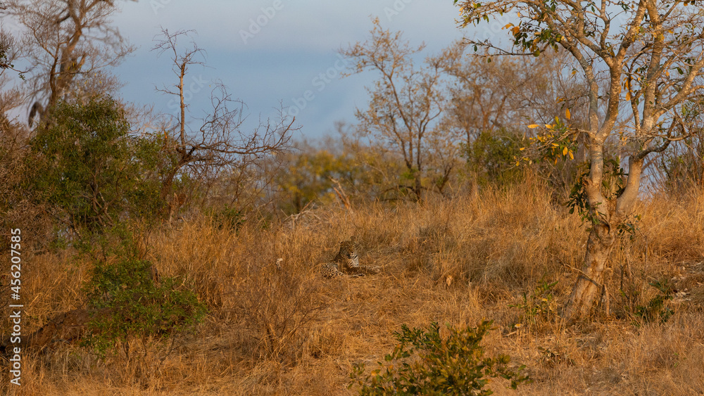 a Leopard mother and baby