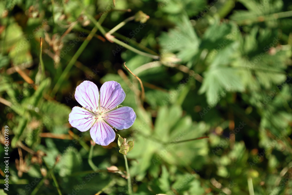 Geranium pratense, the meadow crane's-bill or meadow geranium close up detail, soft blurry green grass background Geranium pratense, the meadow crane's-bill or meadow geranium close up detail, soft blurry green grass background