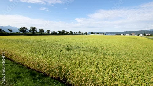 Walking rice field in time of harvest