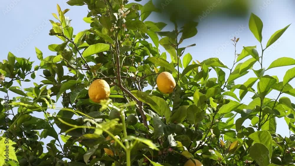 Rippe fresh lemons hanging on a lush green Lemontree in greece Rippe fresh lemons hanging on a lush green Lemontree in greece
