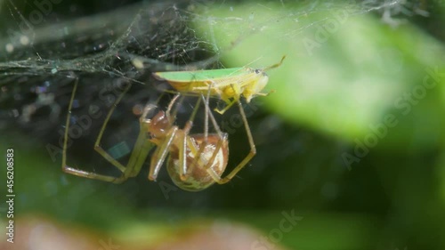 Predator and Prey - Common Sheetweb Spider, Linyphia triangularis, Froghooper photo