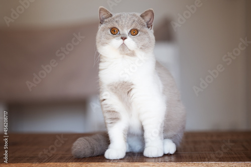 BKH Junge in lilac white Kater Kitten imposant