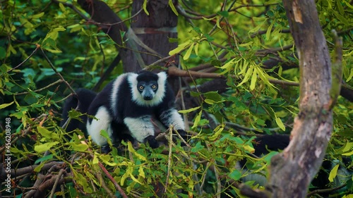 Black-and-white ruffed lemur eating leaves photo