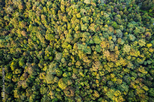 aerial view of tropical forest during sunset
