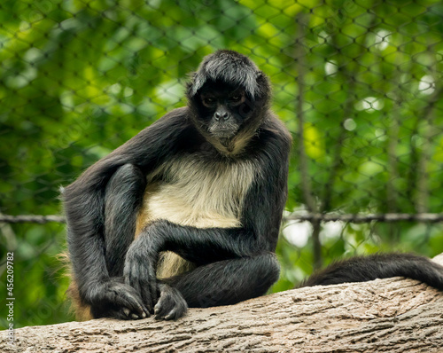 Mexican Spider Monkey as zoo specimen from Nashville Tennessee.