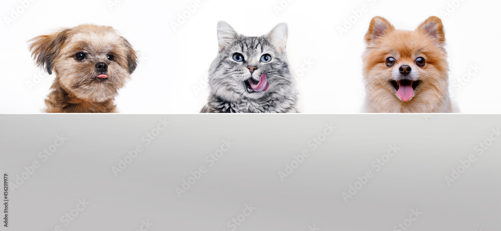Funny gray kitten and smiling dogs on white background. Lovely fluffy cat, puppy of pomeranian spitz and Shih tzu. Free space for text.