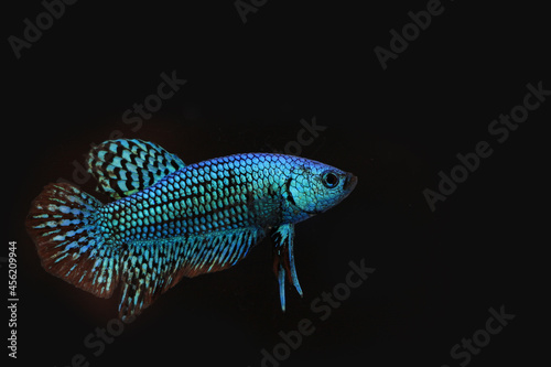 Wild betta fish betta smaragdina siamese fighting fish in tank aquarium black background
