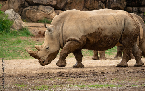 Southern White Rhinoceros in natural setting as zoo specimens from Nashville Tennessee.