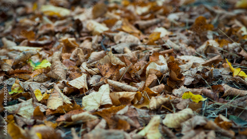 dry leaves. Dry fallen brown leaves in autumn Park. autumn background with dry leaves, top view, close-up. autumn season, bright leaves, nature in the forest