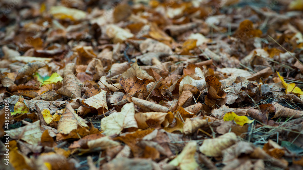 dry leaves. Dry fallen brown leaves in autumn Park. autumn background with dry leaves, top view, close-up. autumn season, bright leaves, nature in the forest dry leaves. Dry fallen brown leaves in autumn Park. autumn background with dry leaves, top view, close-up. autumn season, bright leaves, nature in the forest