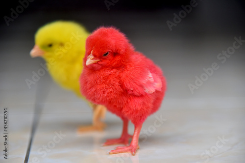 Colored baby chickens in closed up