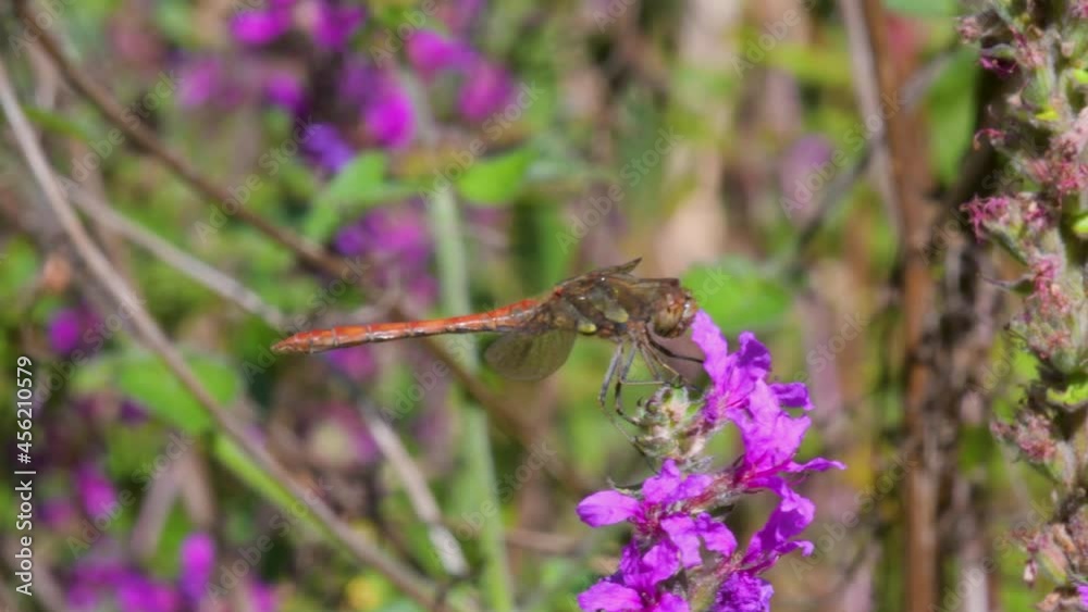Common Darter, Sympetrum striolatum on a wild pink flower Common Darter, Sympetrum striolatum on a wild pink flower