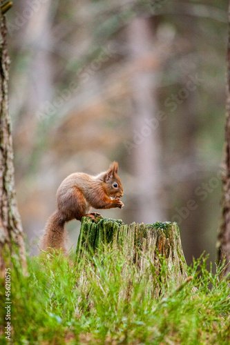 Red Squirrel eating nuts while down on the ground in the Cairngorms, Scotland