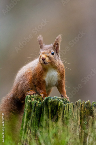 Red Squirrel eating nuts while down on the ground  in the Cairngorms  Scotland