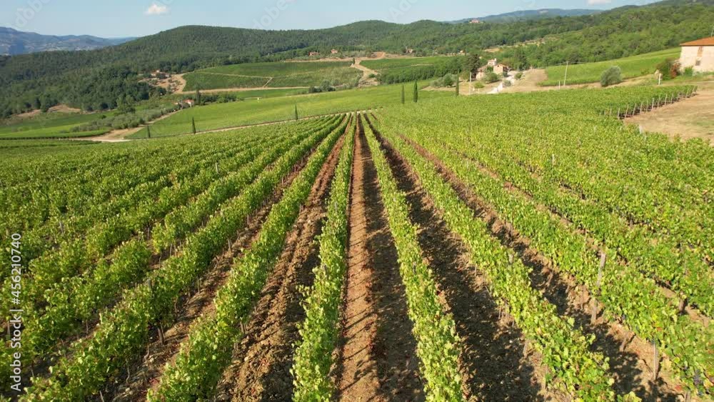 aerial view of the beautiful green vineyards in the Chianti Classico area, near Pontassieve (Florence), Italy.