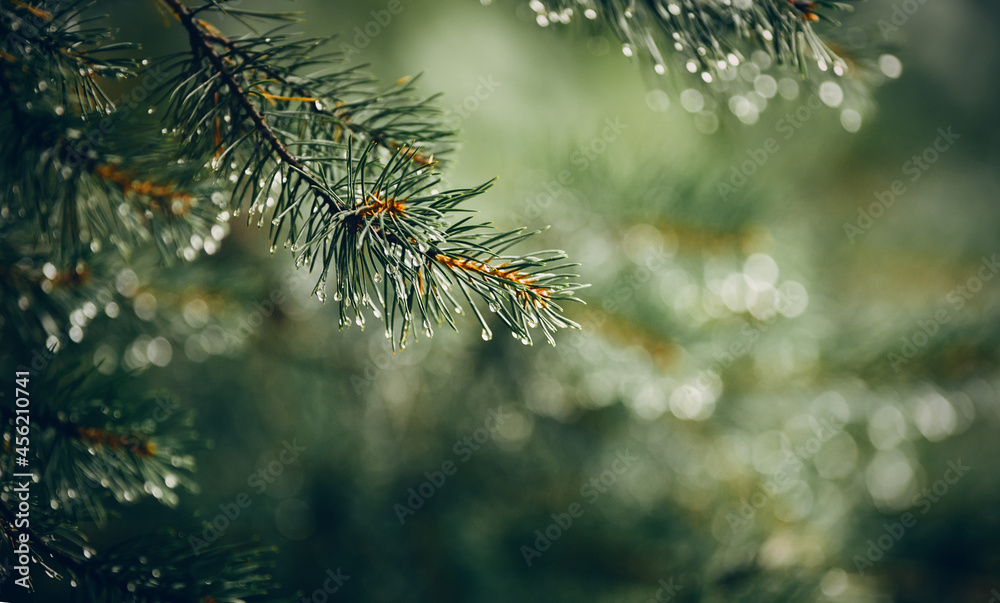 Wet pine branches after the rain. Wet pine branches after the rain.