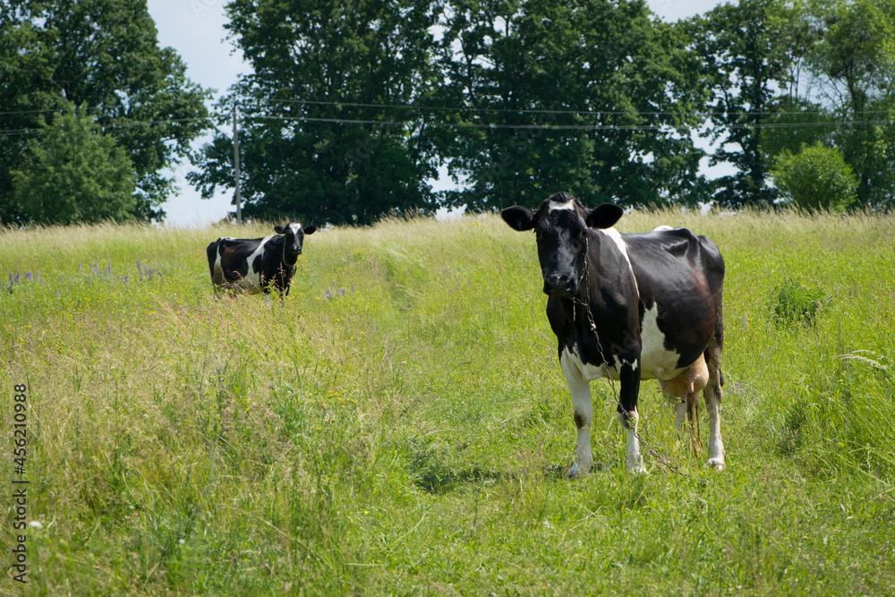 Dairy cow in the pasture. two cows. black and white young cow, stands on green grass. spring day. milk farm. home animal. cattle. the cow is grazing in the meadow. close-up