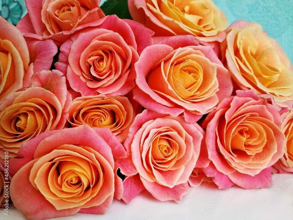 Background image of pink and orange roses Background image of pink and orange roses