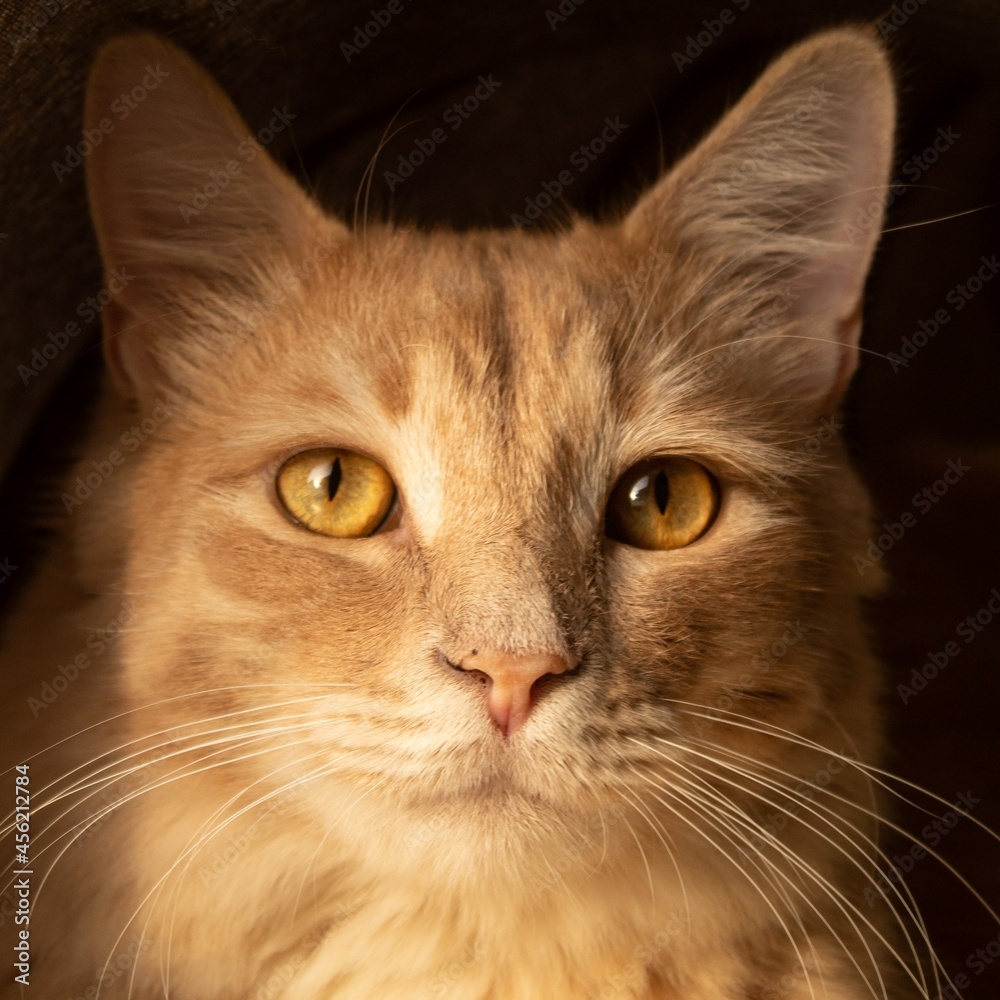 portrait of a cat
Cat
Kitten
Cats