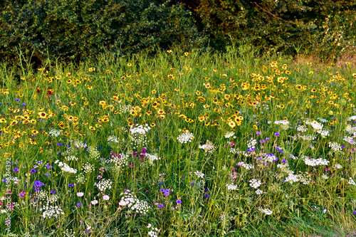 Fototapeta Naklejka Na Ścianę i Meble -  Tickseeds in the meadow in autumn, England, UK